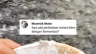 Perbedaan BIBIS PAKAN dengan FERMENTASI PAKAN❗Awas.. Jangan KELIRU