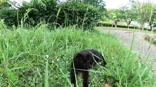 A lonely black cat hugs and naps with its friend