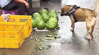 dog buy water melon on the store