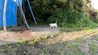 Blue-eyed Siamese cat rolls on the ground greeting people