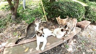 Many cats occupy benches and are touched by people.