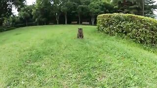 The striped cat meows merrily and invites me to the bench.