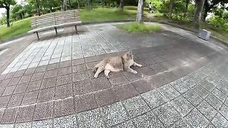 A fat gray cat lies with its belly to the sky.