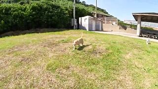 An angry cat asks a person to give a massage