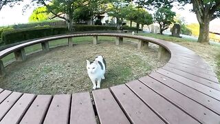 Cats resting on a round table are afraid of people