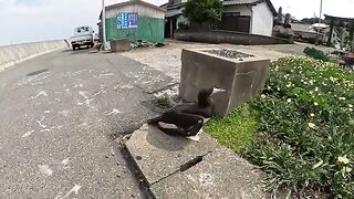 The cat was frightened by a large seabird and hid on the embankment.