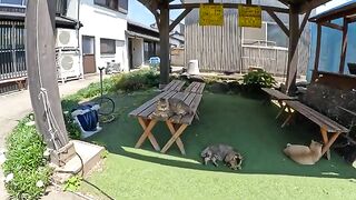 Fat cats take a nap on the terrace of a barbecue restaurant