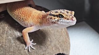 Nice Lizard