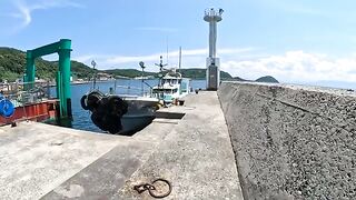 Cute cats gather and rest in the fishing port