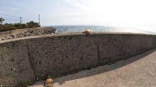 Cats living on the island happily play in the cat tower by the sea