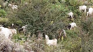 village lifestyle // himalayan sheep in the grazing area