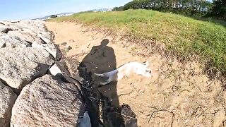 A cat lies on the beach and shows people its belly