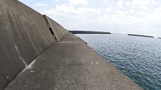 A beautiful Siamese cat walks along the huge embankment