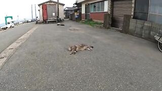 Many cats gather together and take a nice nap.