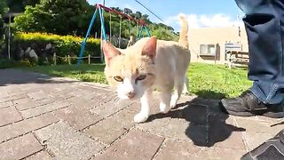 A family of cats lies down in front of a man and asks to give him a massage.