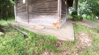 A cream cat and an orange cat are waiting for dinner near the barn.