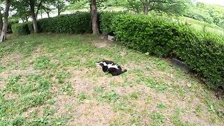 A cat in a tuxedo sleeps hugging a black cat