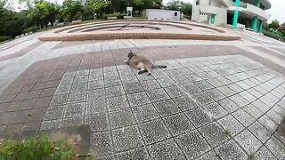 A fat gray cat attacks a person if he is touched by the stomach