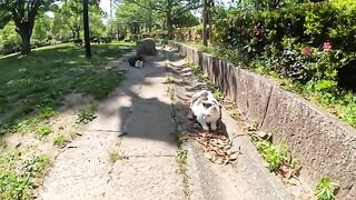 Many cats gather on a park bench and wait for food.