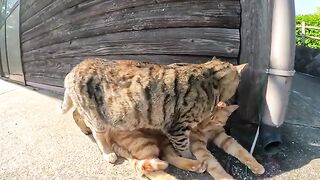 A leopard cat licks a tabby cat