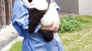 Panda lullaby