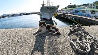 A gray and black cat in a tuxedo is waiting for the return of the ship in the fishing port.