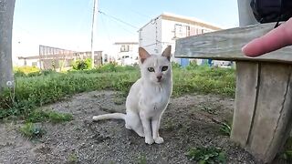 Cream-colored cats are afraid of people and attack my hand.