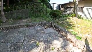 A fat cat relaxes when a person touches its big belly