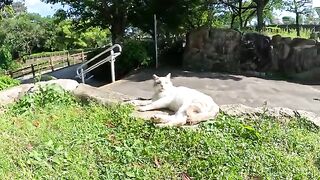 A cautious Siamese cat is touched by a man.