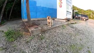 In the evening, cats with a unique coat color gathered in the fishing port.