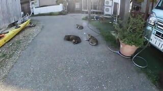 Cats with the same pattern gather and rest in front of the store.