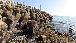 Cats look for food in the sea where the algae have fallen