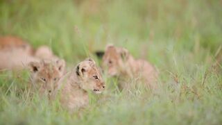 Lion cubs playing.