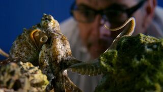 Can Octopuses Recognise People?