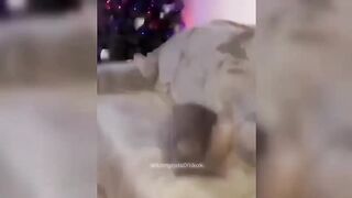 Crazy & funny cat videos on tiktok