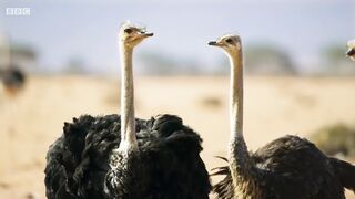 Ostrich Gives the Performance of His Life