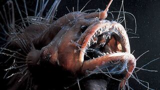 Deep Sea Anglerfish S*x