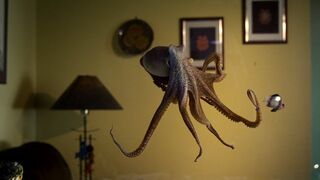 Octopus In The Living Room | Octopus In My House