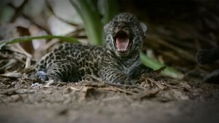 Re-Wilding Orphan Jaguar Cubs | Close Encounters