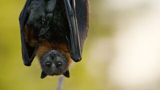 Fruit-loving Flying Foxes | Animals with Cameras 2