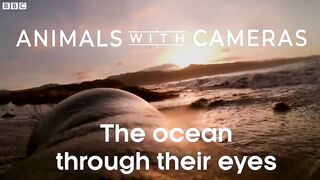 The Ocean Through Animal’s Eyes | Animals with Cameras 2