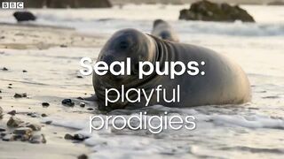 Seal Pups: Playful Prodigies | Animals with Cameras 2