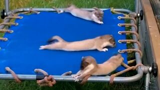 Young Weasels Leave The Nest | Weasels: Feisty & Fearless