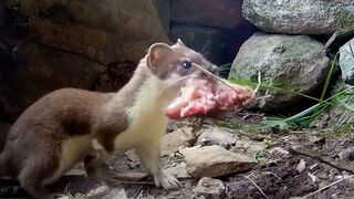 Stoat Mother Hunts to Feed Kits | Weasels: Feisty & Fearless