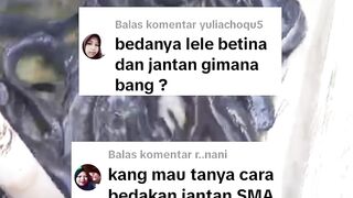 Cara membedakan induk lele JNATAN dan BETINA