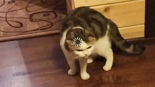 Turn on these sounds to your cat and watch his reaction