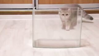 Kittens and Cats learn Сatches FISH.