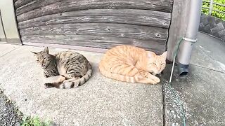 Friendly cats doze next to each other