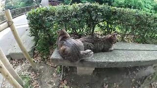 Two cats are resting on a bench, hips pressed against each other.