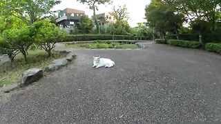 A cute cat grabs a person's hand and attacks with its fangs and legs